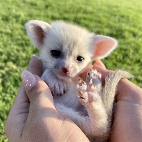 Total Yearly Cost. $1,890 – $2,040. The average annual cost of owning a fennec fox ranges from $1,890 to $2,040. This is cheaper than the expenses of some dog breeds, which typically falls at $3,000 or higher.